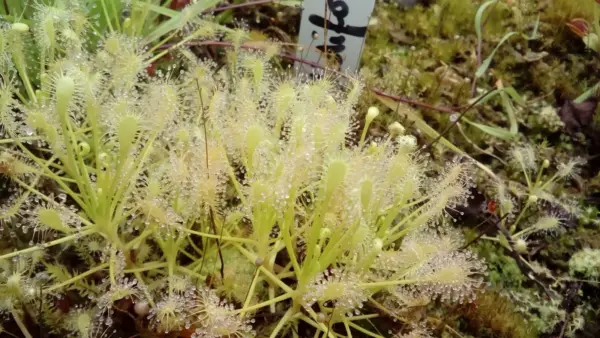 carnivorous plants drosera Nidiformis X 3 plants cultivar