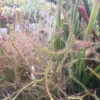 Lot plantes 1 sarracenia Tygo+droseras marston Dragon+capensis+binata+3 dionaea akai ryu – Image 2