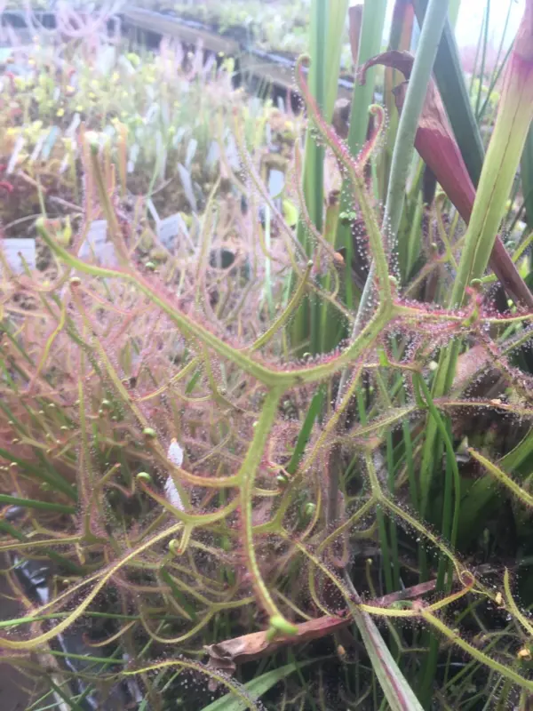 carnivorous plants drosera Binata Marston Dragon X 4 Plants cultivar