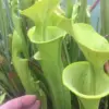 Sarracenia Flava hybride – Image 2