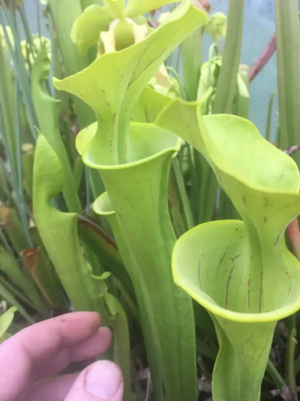 Sarracenia Flava