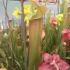 Lots 5 plants semi adultes de sarracenia cultivars hybrides horticoles – Image 3