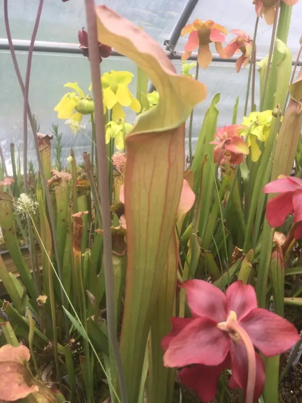 Sarracenia Tygo