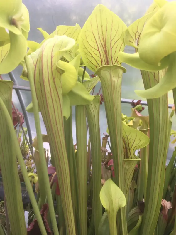 Sarracenia Flava var ornata superornata