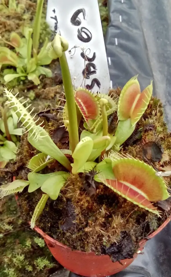 dionaea muscipula ISBC09 cultivar