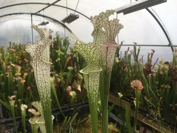 Sarracenia Leucophylla Jean Jacques Labat clone