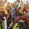 Dionaea Muscipula red dentate cultivar - Image 2