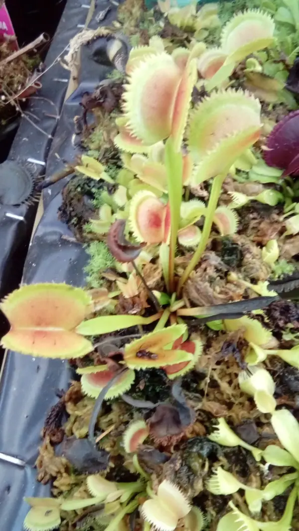 Dionaea Muscipula Lunatic Fringe cultivar