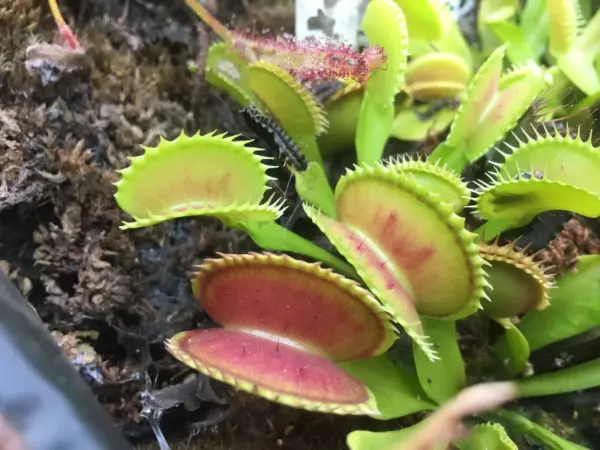 Dionaea Muscipula Great White Shark cultivar