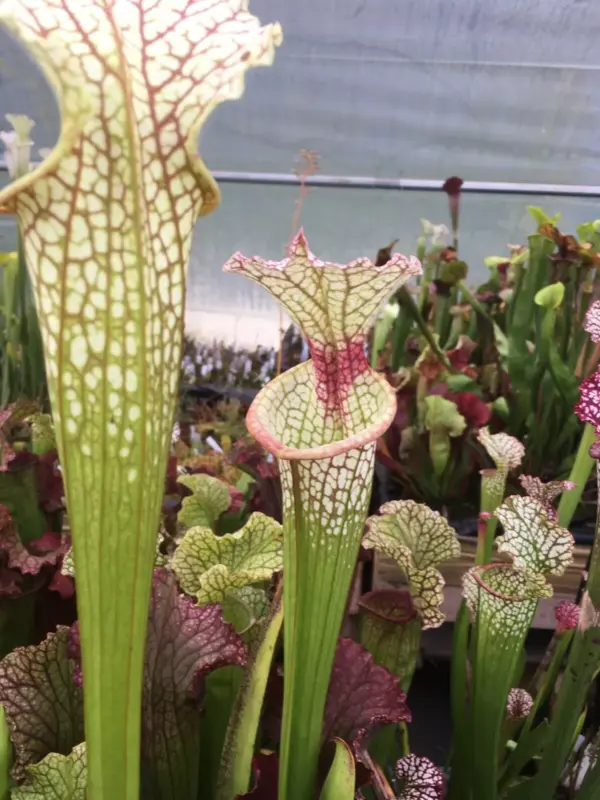 Sarracenia Moorei wilkerson's white knight X OP
