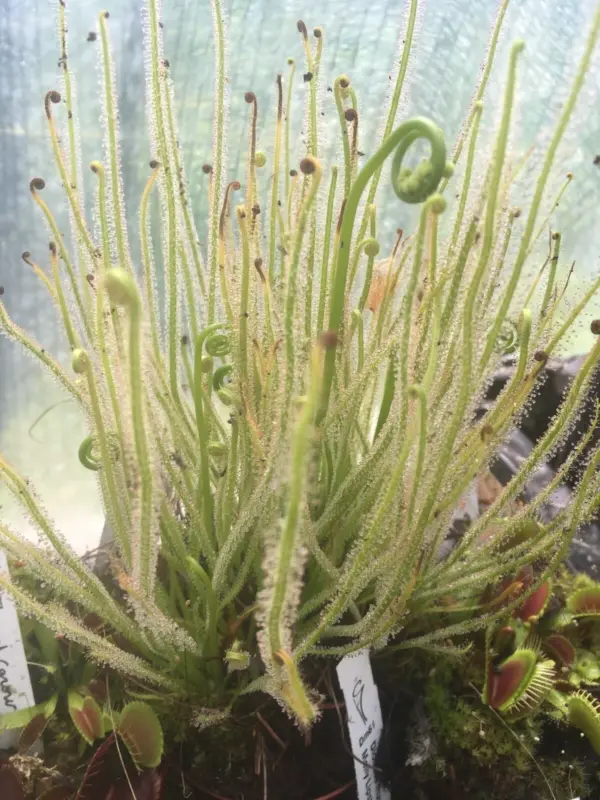 plantes carnivores drosera Filliformis Var Tracyi X 1 Plant