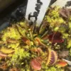 Dionaea Muscipula Jaws cultivar – Image 2