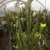 Sarracenia Leucophylla Jean Jacques Labat clone - Image 2