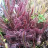 dionaea + droseras 100 graines (seeds) Mix of dionaea/droseras - Image 2