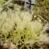 dionaea + droseras 100 graines (seeds) Mix of dionaea/droseras - Image 3