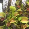 dionaea muscipula Big red giant teeth cultivar – Image 2