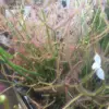 carnivorous plants drosera Binata Marston Dragon X 4 Plants cultivar - Image 2
