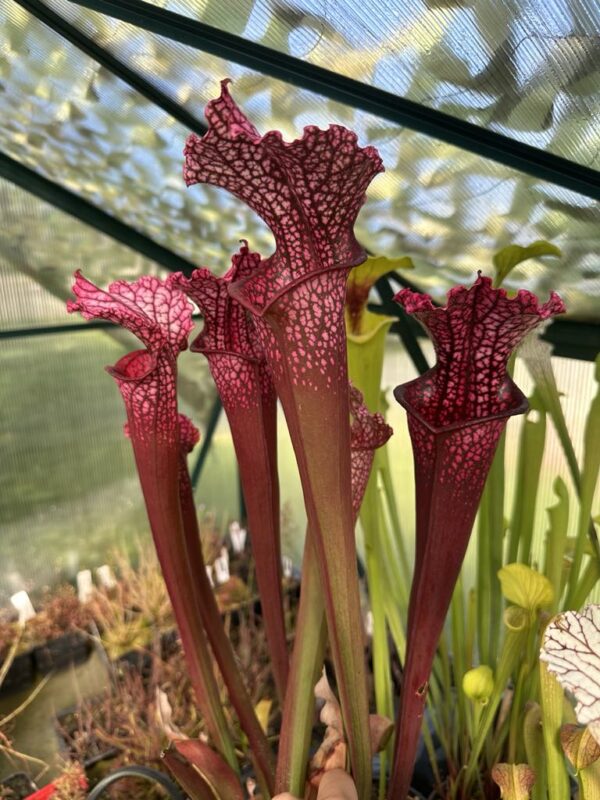 Sarracenia x Superjutaphil x Wilkerson'n white knight