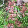 Lots plantes carnivores : Dionaea sawtooth +droseras capensis+ Binata + nidiformis +aliciaea+graines – Image 2