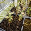 Drosera Scorpioides - Pygmy - Image 2