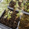 Drosera Scorpioides - Pygmy - Image 3