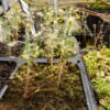 Drosera Scorpioides - Pygmy - Image 4