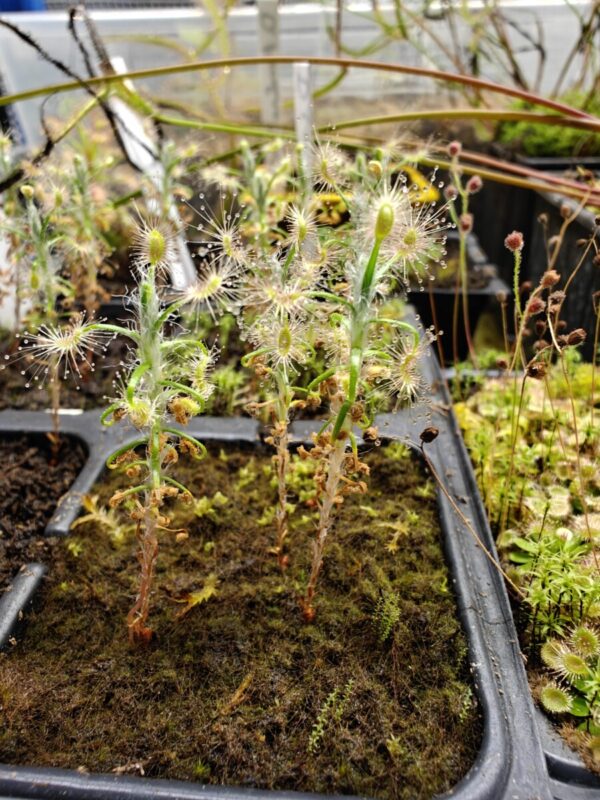 Drosera Scorpioides - Pygmy