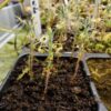 Drosera Scorpioides - Pygmy - Image 5