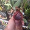 Nepenthes (Ventricosa x Sibuyanensis)-squat x Hamiguitanensis – Image 2