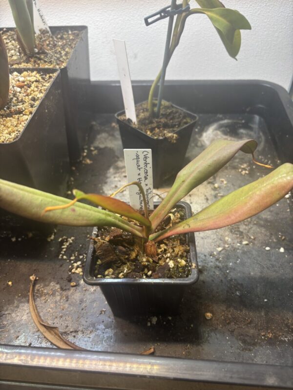 Nepenthes (Ventricosa x Sibuyanensis)-squat x Hamiguitanensis