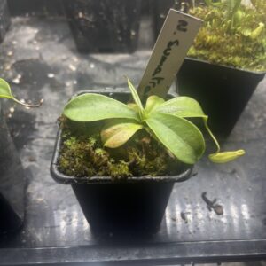 Nepenthes Sumatrana
