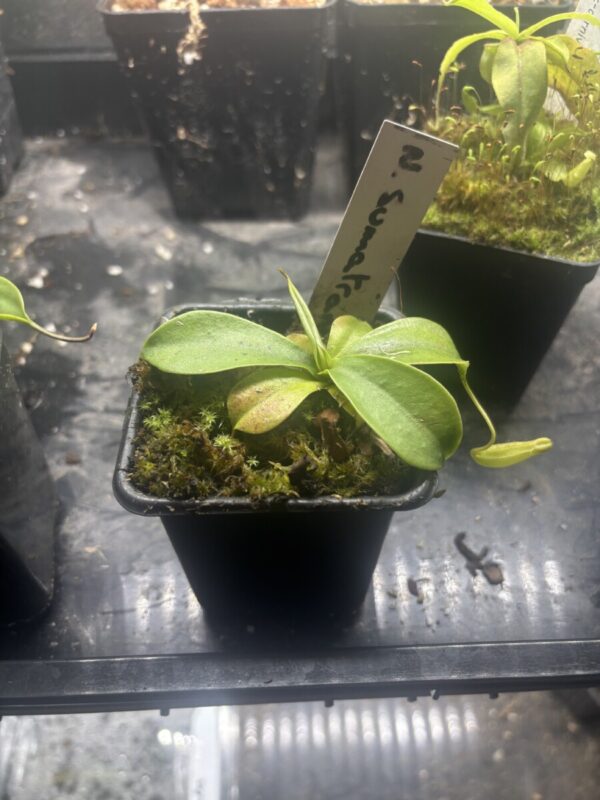 Nepenthes Sumatrana
