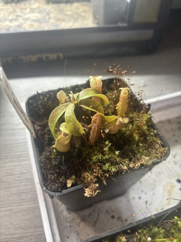 Nepenthes Smilesii