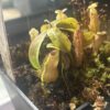Nepenthes Smilesii – Image 2