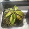 Nepenthes Rafflesiana 'Brunei - Image 2