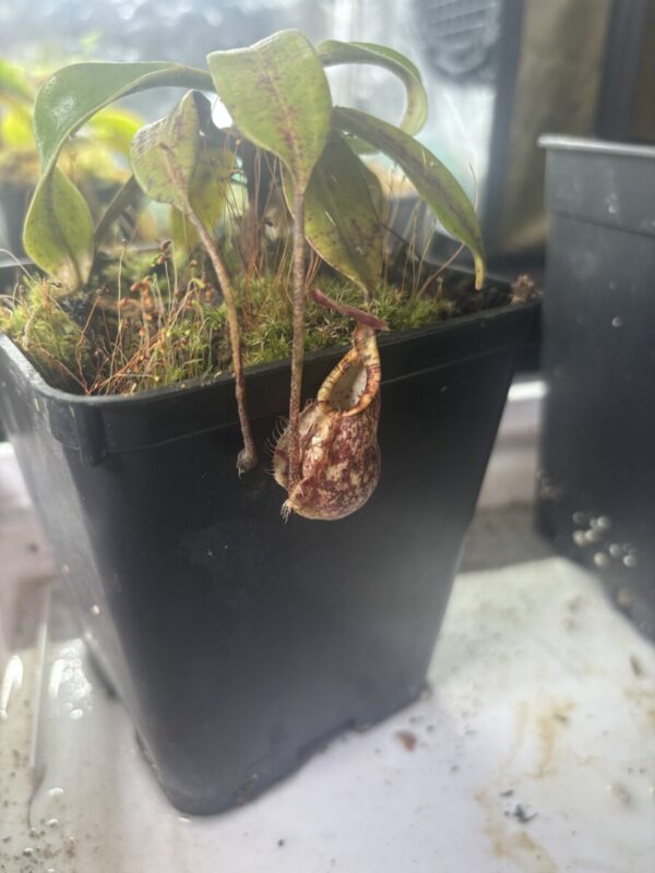 Nepenthes Rafflesiana 'Brunei
