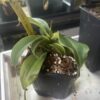 Nepenthes Spathulata x Gymnamphora – Image 2