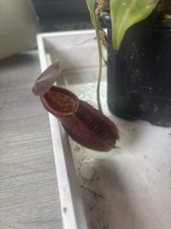 Nepenthes Spathulata x Gymnamphora