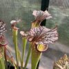 Sarracenia Moorei x sxm47 – Image 3
