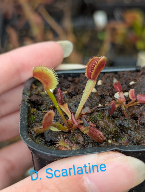 Lot 1 : D. Scarlatine + D. Crocodile + D. Anteborous