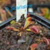 Lot 2 : D. Green Dog + D. Scarlatine + D. Trev’s Red Dentate – Image 3