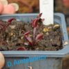Lot 4 : D. Angel Wings + D. Amteborus + D. Crocodile – Image 2