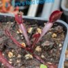 Lot 2 : D. Green Dog + D. Scarlatine + D. Trev’s Red Dentate – Image 2