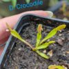 Lot 1 : D. Scarlatine + D. Crocodile + D. Anteborous – Image 2