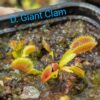 Lot 5 : D. Cross Teeth + D. Microdent + D. Giant Clam – Image 3