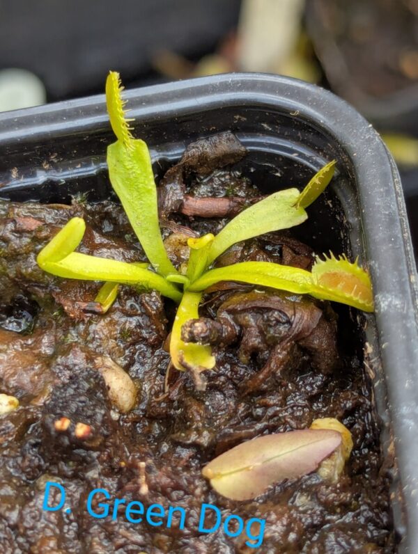 Lot 2 : D. Green Dog + D. Scarlatine + D. Trev’s Red Dentate