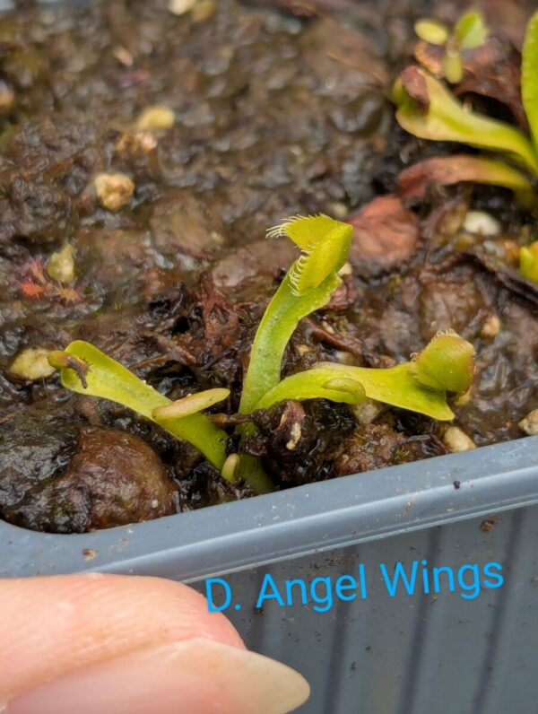 Lot 4 : D. Angel Wings + D. Amteborus + D. Crocodile