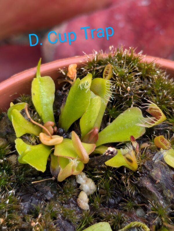 Lot 3 : D. Cup Trap + D. Amteborus + D. Giant Clam