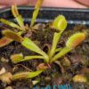 Lot 3 : D. Cup Trap + D. Amteborus + D. Giant Clam – Image 4