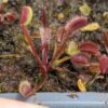 Lot 1 : D. Scarlatine + D. Crocodile + D. Amteborus – Image 4
